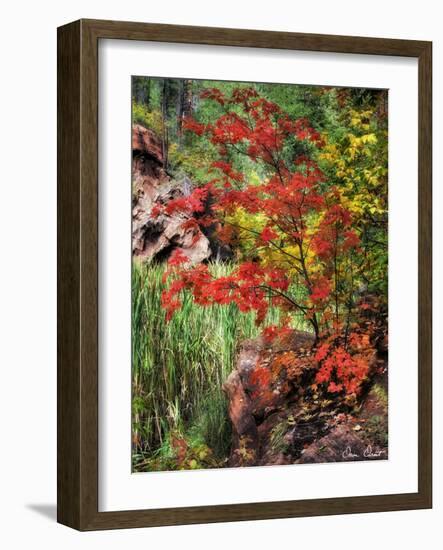 Peaceful Woods I-David Drost-Framed Photographic Print