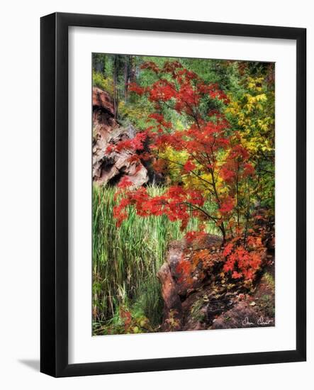 Peaceful Woods I-David Drost-Framed Photographic Print