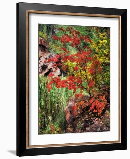 Peaceful Woods I-David Drost-Framed Photographic Print