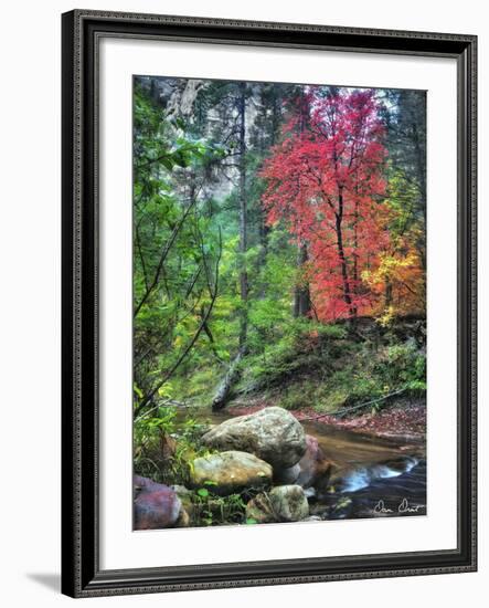 Peaceful Woods II-David Drost-Framed Photographic Print