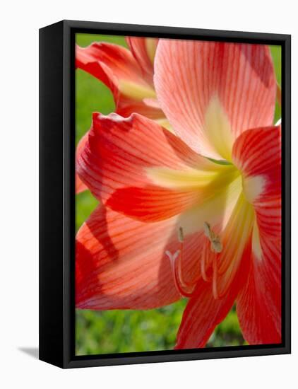 Peach Amaryllis, Edgewater, Florida-Lisa S^ Engelbrecht-Framed Premier Image Canvas