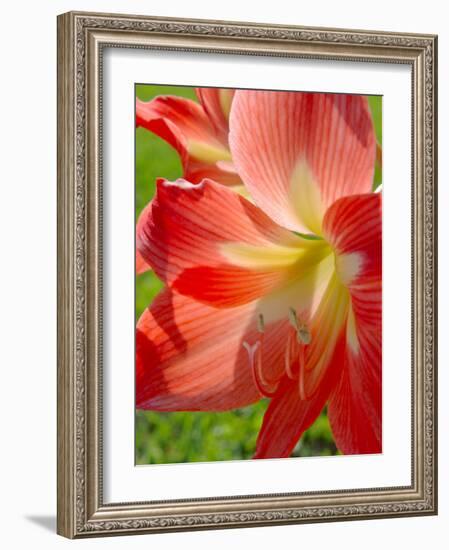 Peach Amaryllis, Edgewater, Florida-Lisa S^ Engelbrecht-Framed Photographic Print