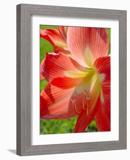 Peach Amaryllis, Edgewater, Florida-Lisa S^ Engelbrecht-Framed Photographic Print