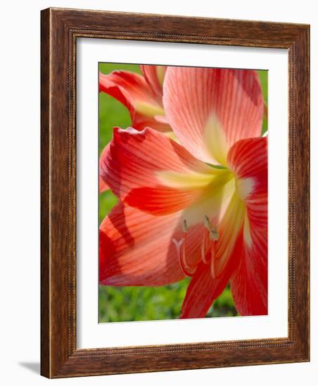 Peach Amaryllis, Edgewater, Florida-Lisa S^ Engelbrecht-Framed Photographic Print