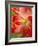 Peach Amaryllis, Edgewater, Florida-Lisa S^ Engelbrecht-Framed Photographic Print