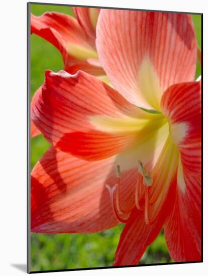 Peach Amaryllis, Edgewater, Florida-Lisa S^ Engelbrecht-Mounted Photographic Print