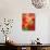 Peach Amaryllis, Edgewater, Florida-Lisa S^ Engelbrecht-Photographic Print displayed on a wall