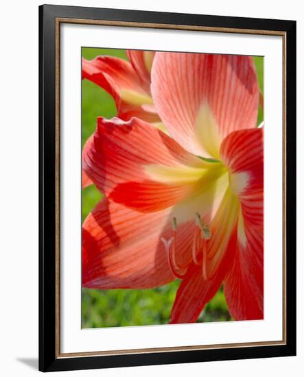 Peach Amaryllis, Edgewater, Florida-Lisa S^ Engelbrecht-Framed Photographic Print