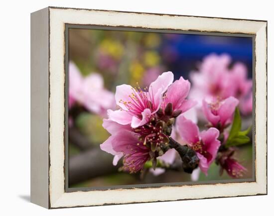 Peach Blossom Close Macro, Village, Chengdu, Sichuan, China-William Perry-Framed Premier Image Canvas