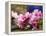 Peach Blossom Close Macro, Village, Chengdu, Sichuan, China-William Perry-Framed Premier Image Canvas