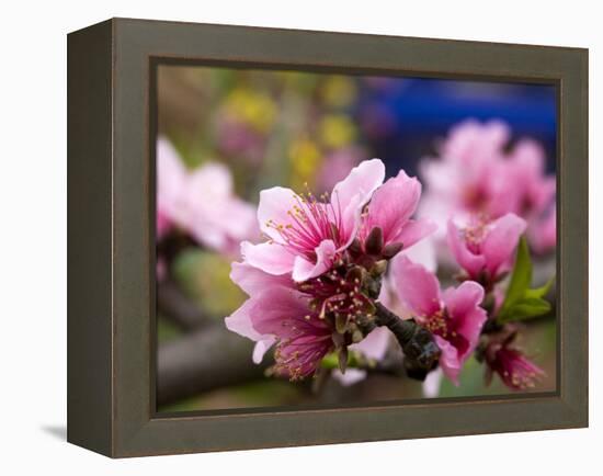 Peach Blossom Close Macro, Village, Chengdu, Sichuan, China-William Perry-Framed Premier Image Canvas