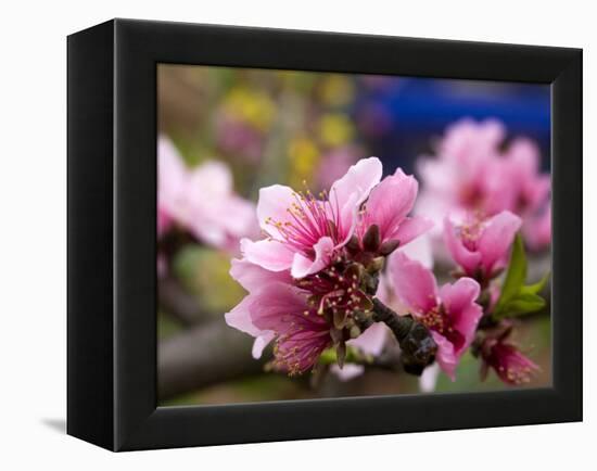 Peach Blossom Close Macro, Village, Chengdu, Sichuan, China-William Perry-Framed Premier Image Canvas