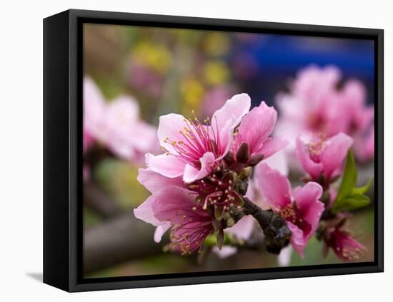 Peach Blossom Close Macro, Village, Chengdu, Sichuan, China-William Perry-Framed Premier Image Canvas