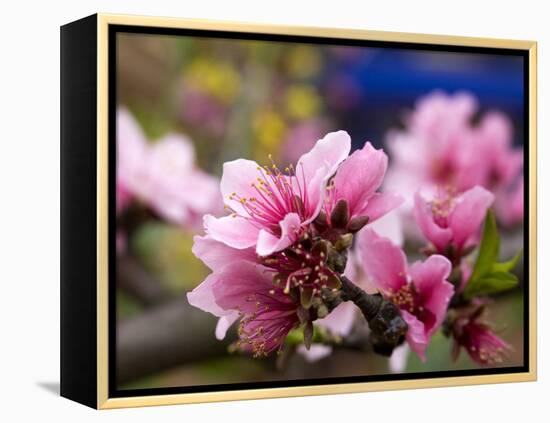 Peach Blossom Close Macro, Village, Chengdu, Sichuan, China-William Perry-Framed Premier Image Canvas