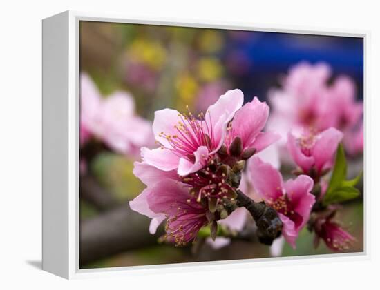 Peach Blossom Close Macro, Village, Chengdu, Sichuan, China-William Perry-Framed Premier Image Canvas