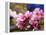 Peach Blossom Close Macro, Village, Chengdu, Sichuan, China-William Perry-Framed Premier Image Canvas