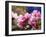 Peach Blossom Close Macro, Village, Chengdu, Sichuan, China-William Perry-Framed Photographic Print