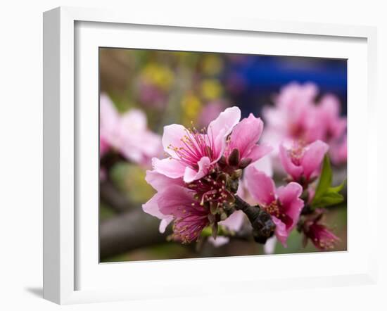 Peach Blossom Close Macro, Village, Chengdu, Sichuan, China-William Perry-Framed Photographic Print