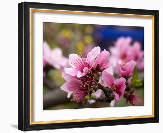 Peach Blossom Close Macro, Village, Chengdu, Sichuan, China-William Perry-Framed Photographic Print