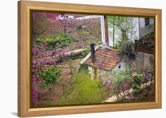 Peach Blossoms, Chinese Roofs, Village, Chengdu, Sichuan, China-William Perry-Framed Premier Image Canvas