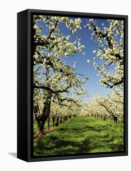 Peach Blossoms, Hood River, Oregon, USA-Michel Hersen-Framed Premier Image Canvas