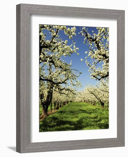 Peach Blossoms, Hood River, Oregon, USA-Michel Hersen-Framed Photographic Print