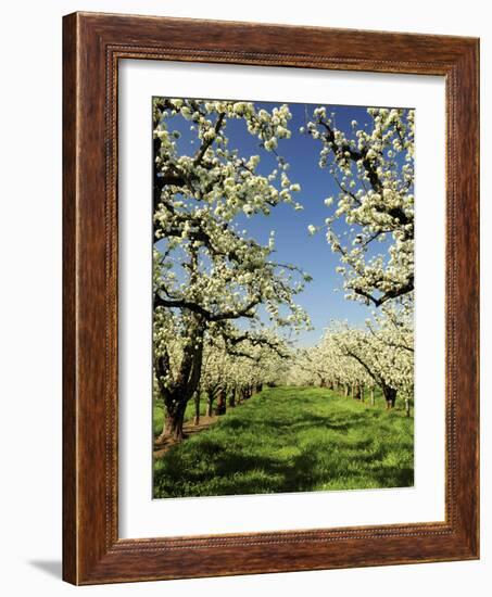 Peach Blossoms, Hood River, Oregon, USA-Michel Hersen-Framed Photographic Print