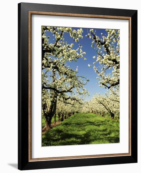 Peach Blossoms, Hood River, Oregon, USA-Michel Hersen-Framed Photographic Print