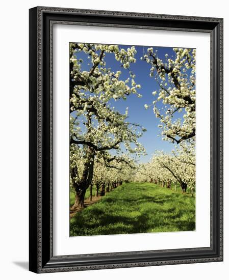 Peach Blossoms, Hood River, Oregon, USA-Michel Hersen-Framed Photographic Print