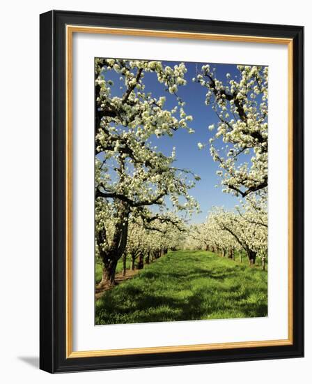 Peach Blossoms, Hood River, Oregon, USA-Michel Hersen-Framed Photographic Print