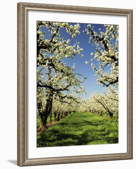 Peach Blossoms, Hood River, Oregon, USA-Michel Hersen-Framed Photographic Print