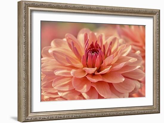 Peach Colored Dahlia Flower-Cora Niele-Framed Giclee Print