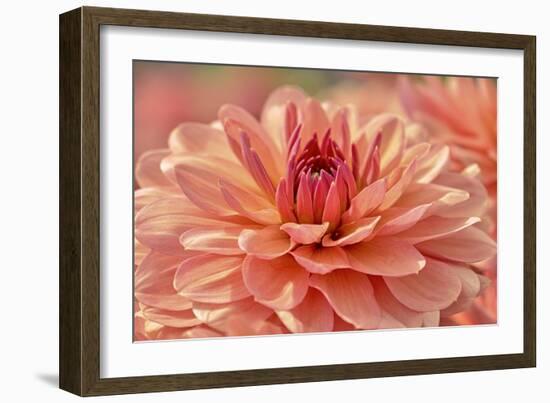 Peach Colored Dahlia Flower-Cora Niele-Framed Giclee Print