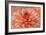 Peach Colored Dahlia Flower-Cora Niele-Framed Giclee Print