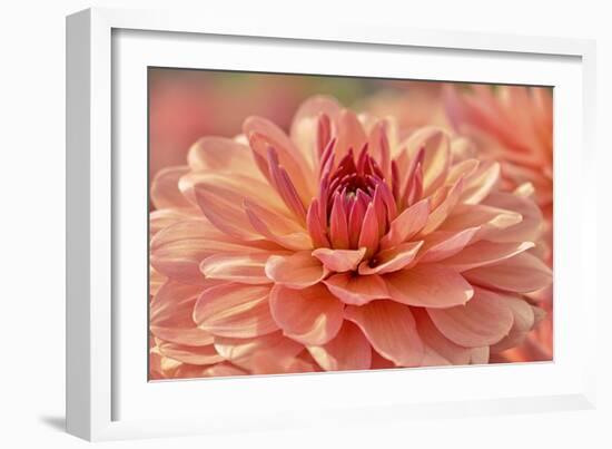 Peach Colored Dahlia Flower-Cora Niele-Framed Giclee Print