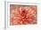 Peach Colored Dahlia Flower-Cora Niele-Framed Giclee Print