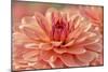 Peach Colored Dahlia Flower-Cora Niele-Mounted Giclee Print