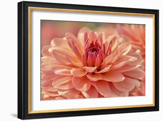 Peach Colored Dahlia Flower-Cora Niele-Framed Giclee Print