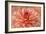 Peach Colored Dahlia Flower-Cora Niele-Framed Giclee Print