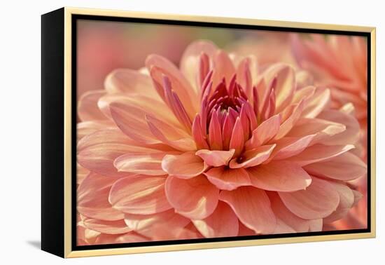 Peach Colored Dahlia Flower-Cora Niele-Framed Premier Image Canvas