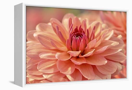 Peach Colored Dahlia Flower-Cora Niele-Framed Premier Image Canvas