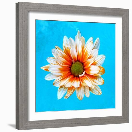 Peach Daisy-Gail Peck-Framed Photographic Print