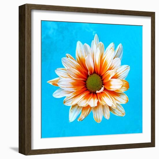 Peach Daisy-Gail Peck-Framed Photographic Print