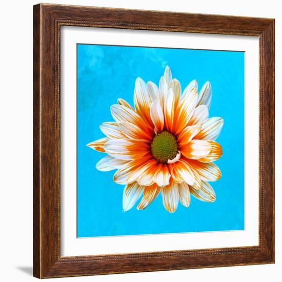 Peach Daisy-Gail Peck-Framed Photographic Print