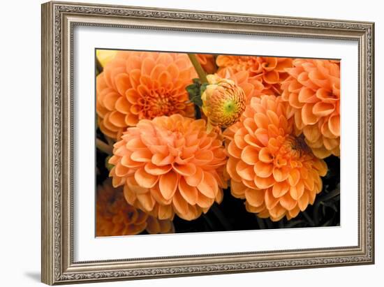 Peach Dalhia I-Maureen Love-Framed Photographic Print