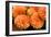 Peach Dalhia I-Maureen Love-Framed Photographic Print