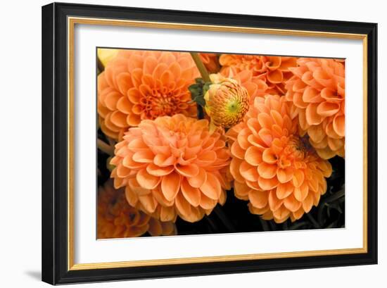 Peach Dalhia I-Maureen Love-Framed Photographic Print