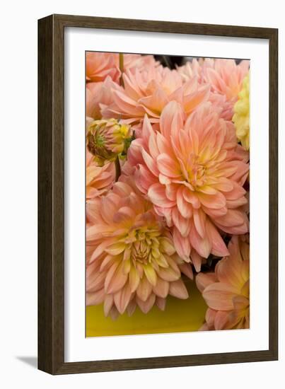 Peach Dalhia III-Maureen Love-Framed Photographic Print