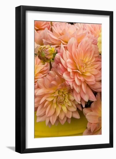 Peach Dalhia IV-Maureen Love-Framed Photographic Print