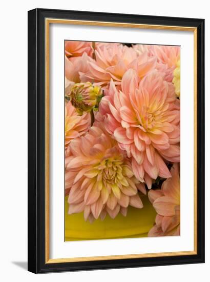 Peach Dalhia IV-Maureen Love-Framed Photographic Print